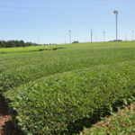 Green tea plantation Shizuako