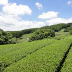 Green tea plantation Shizuoka