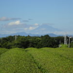 Green tea plantation Shizuoko with Mount Fuji