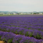 Hokkaido Furano Lavendel