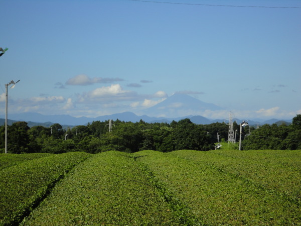Tea Plantation and Mount Fuji Shizuoka Japan